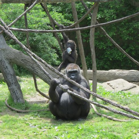 I think this may be my favorite picture. The female gorilla's face is the best. That baby gorilla is 1.5 years old. 
