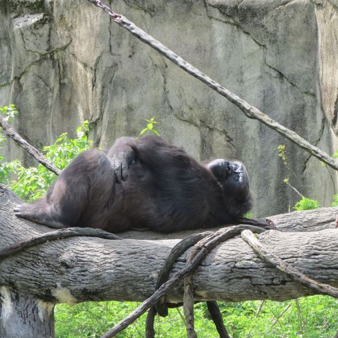 Pregnant gorilla! 